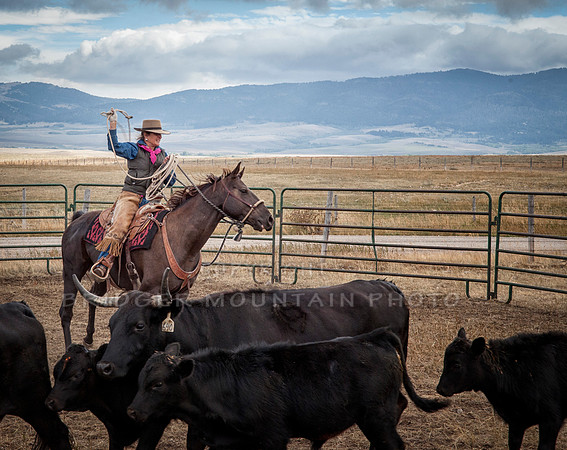 Cattle Branding-88