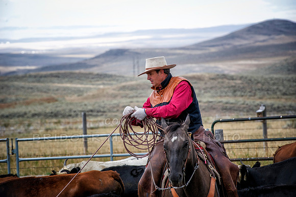 Cattle Branding-114