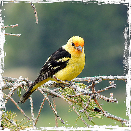 Western Tanager 3