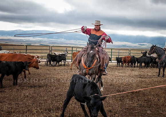Cattle Branding-157