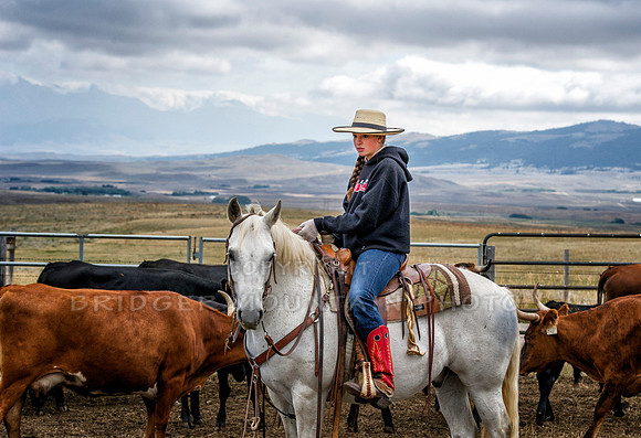 Cattle Branding-116