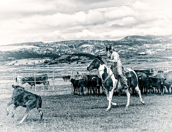 Cattle Branding-128