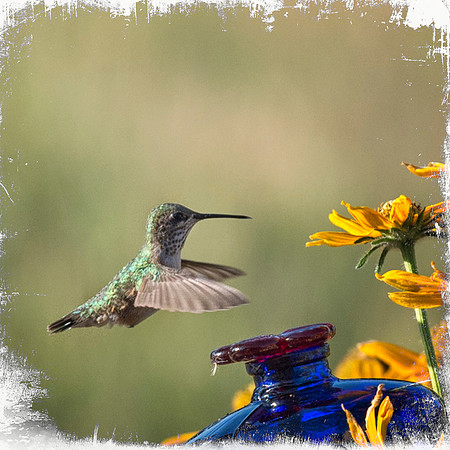 Hummingbird 2