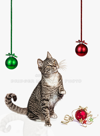 Christmas Cat