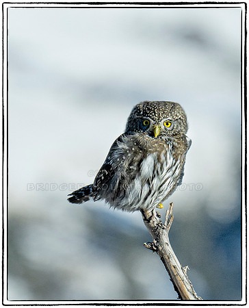 Northern Pygmy Owl