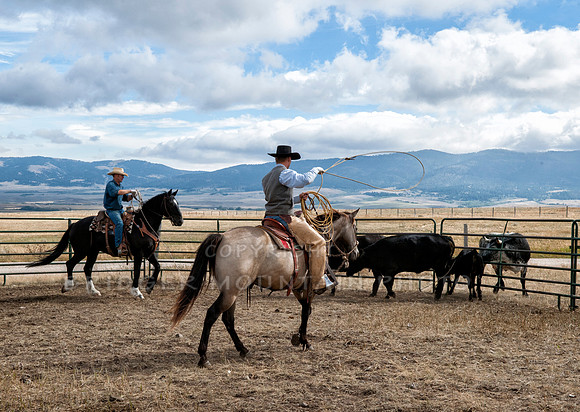 Cattle Branding-177