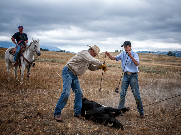 Cattle Branding-154