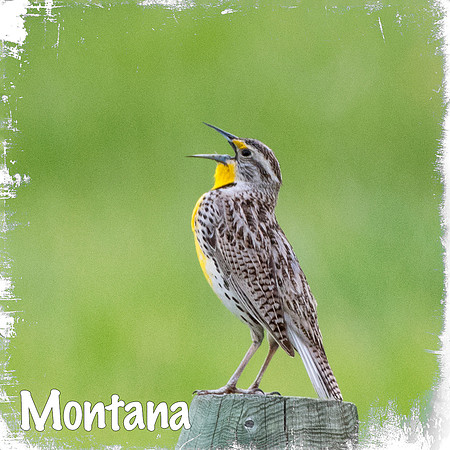 Western Meadowlark MT
