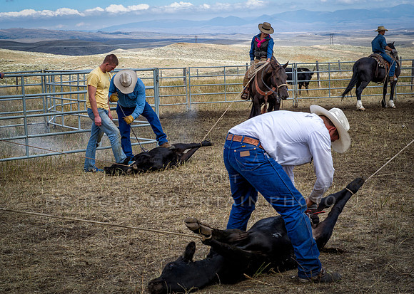 Cattle Branding-130
