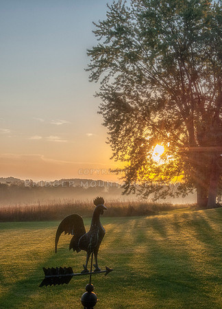 Rooster Crows at Daybreak