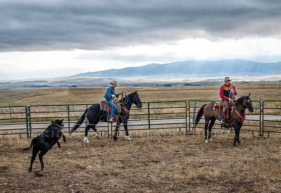 Cattle Branding-141