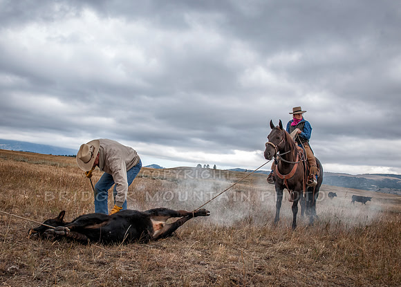 Cattle Branding-147