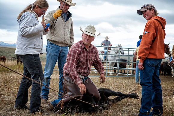 Cattle Branding-155