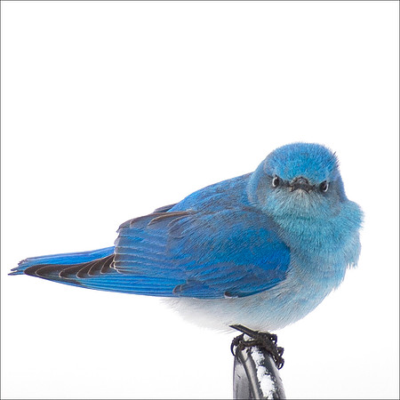 Grumpy Bluebird