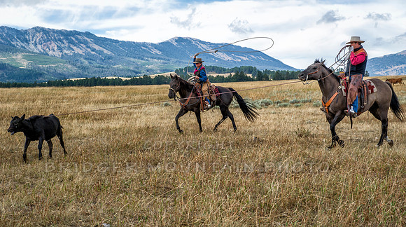 Cattle Branding-131