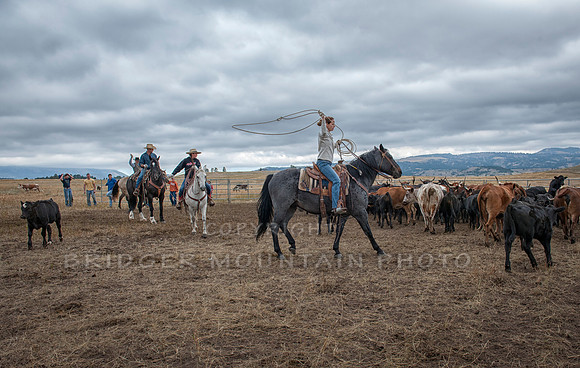 Cattle Branding-152
