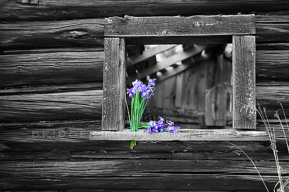 Purple Iris