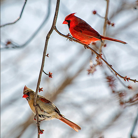 Cardinals in the branches