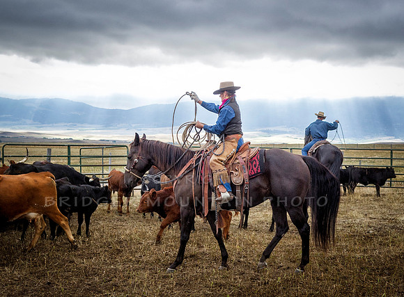Cattle Branding-89