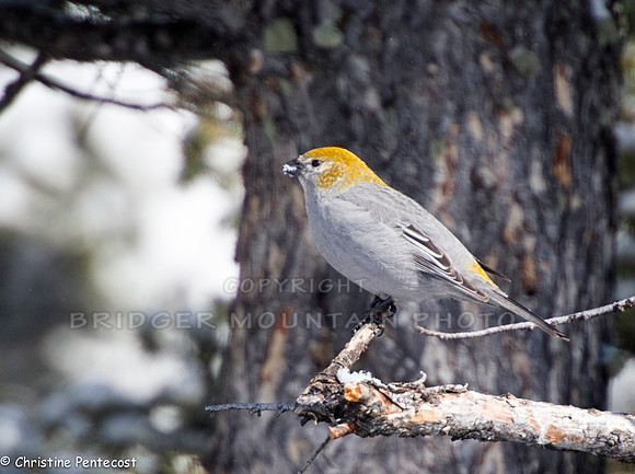 A yellow and gray female Pine Grosbeak sitting on a tree branch.