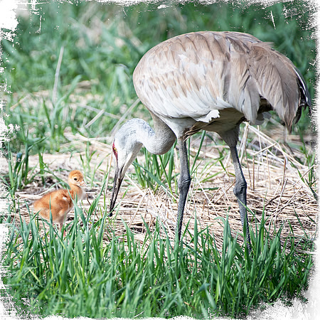 Sandhill Crane with colt 2