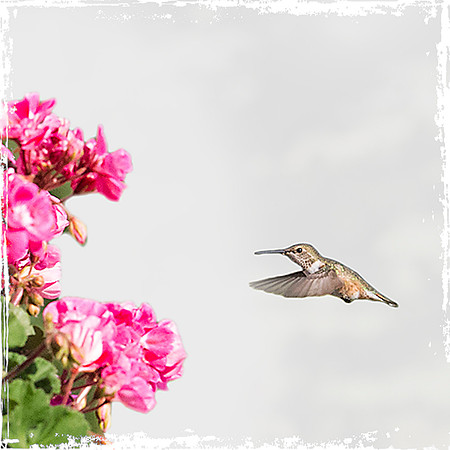 Hummingbird  1