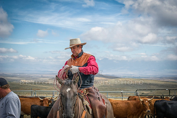 Cattle Branding-123