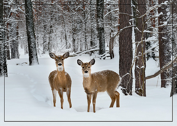Winter's Beauty