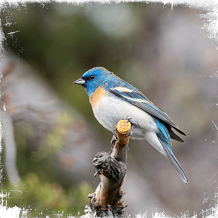 Lazuli Bunting 2