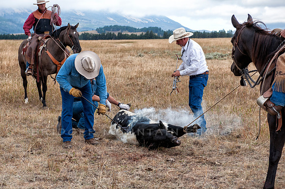 Cattle Branding-162