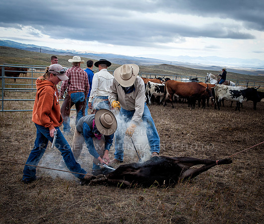 Cattle Branding-153